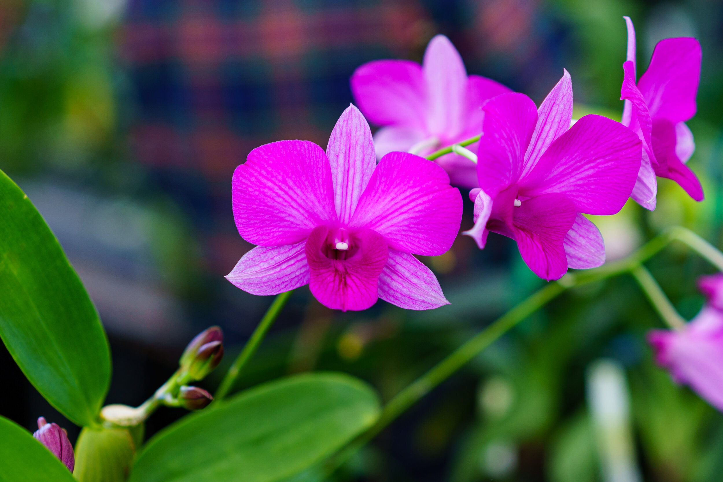 NEWS_HOLM_Orchids_PO-26.jpg