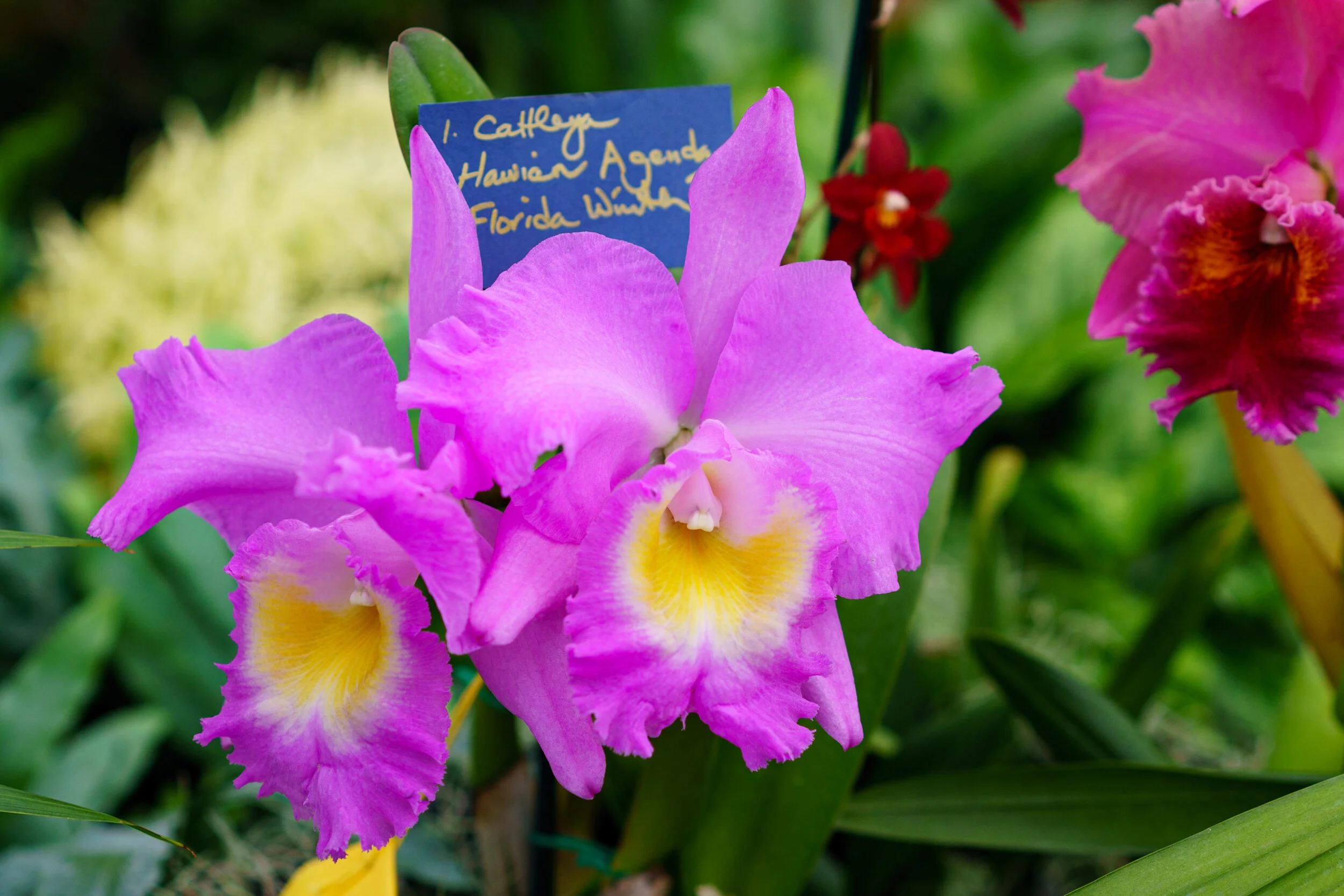 NEWS_HOLM_Orchids_PO-27.jpg