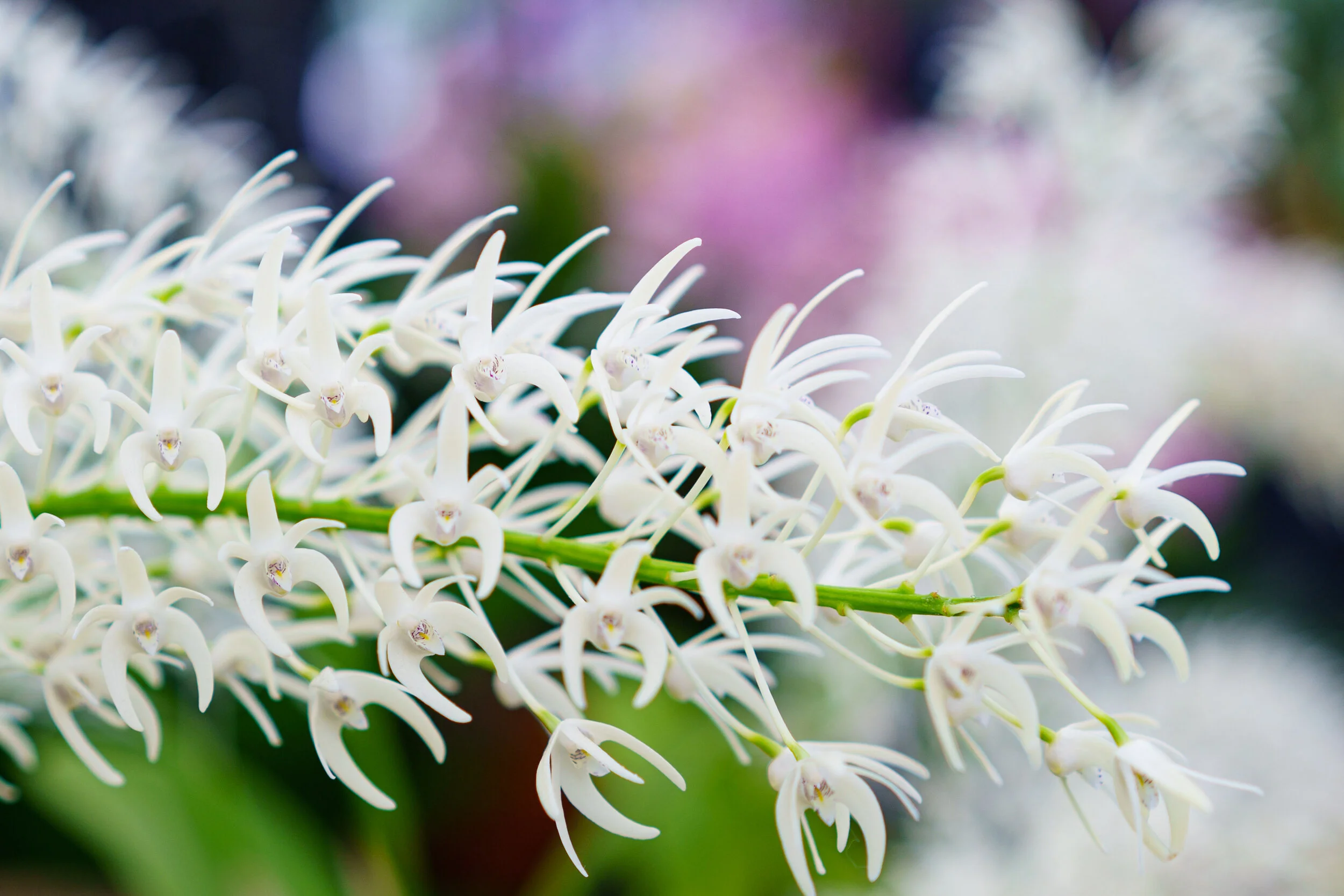 NEWS_HOLM_Orchids_PO-28.jpg