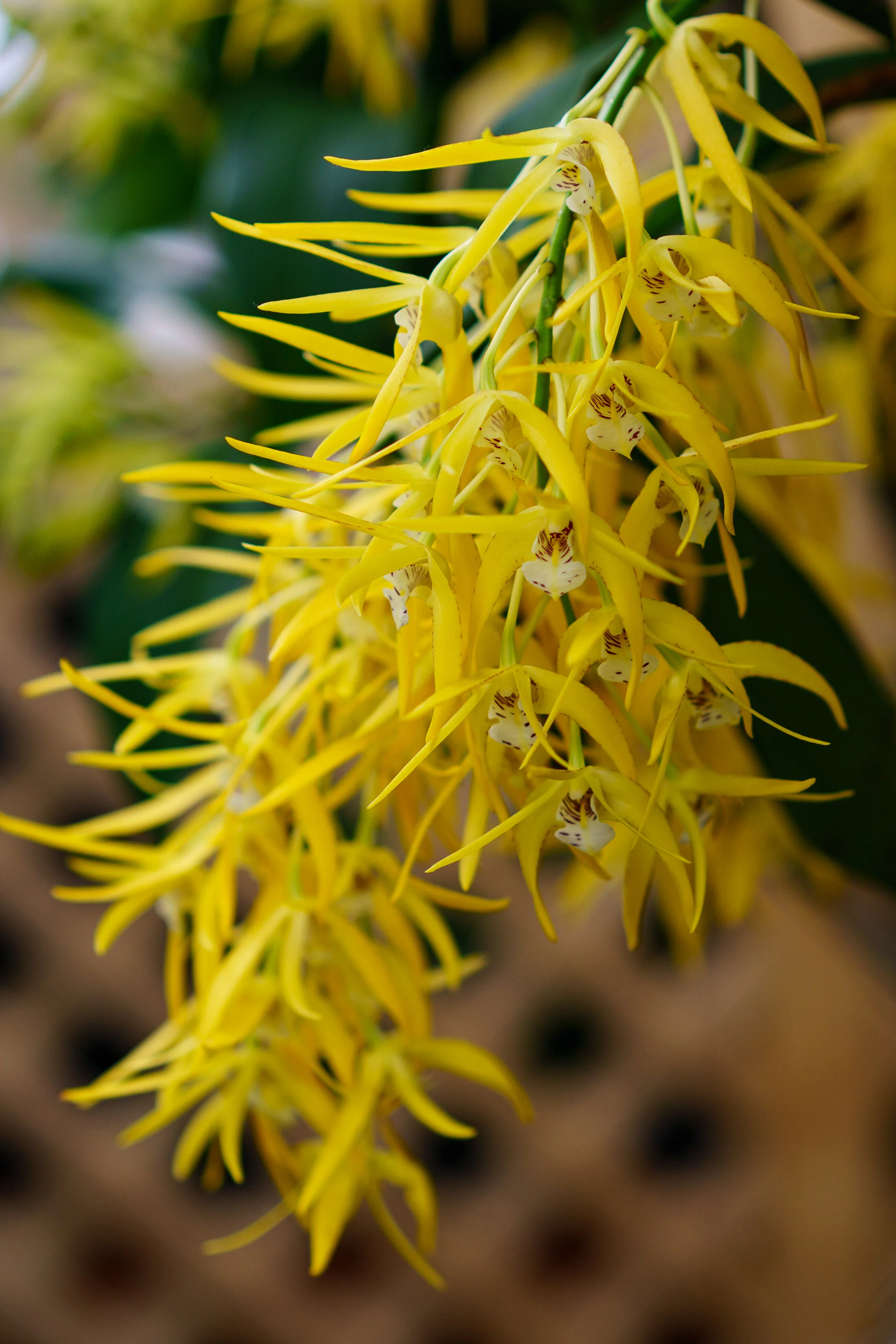 NEWS_HOLM_Orchids_PO-29.jpg
