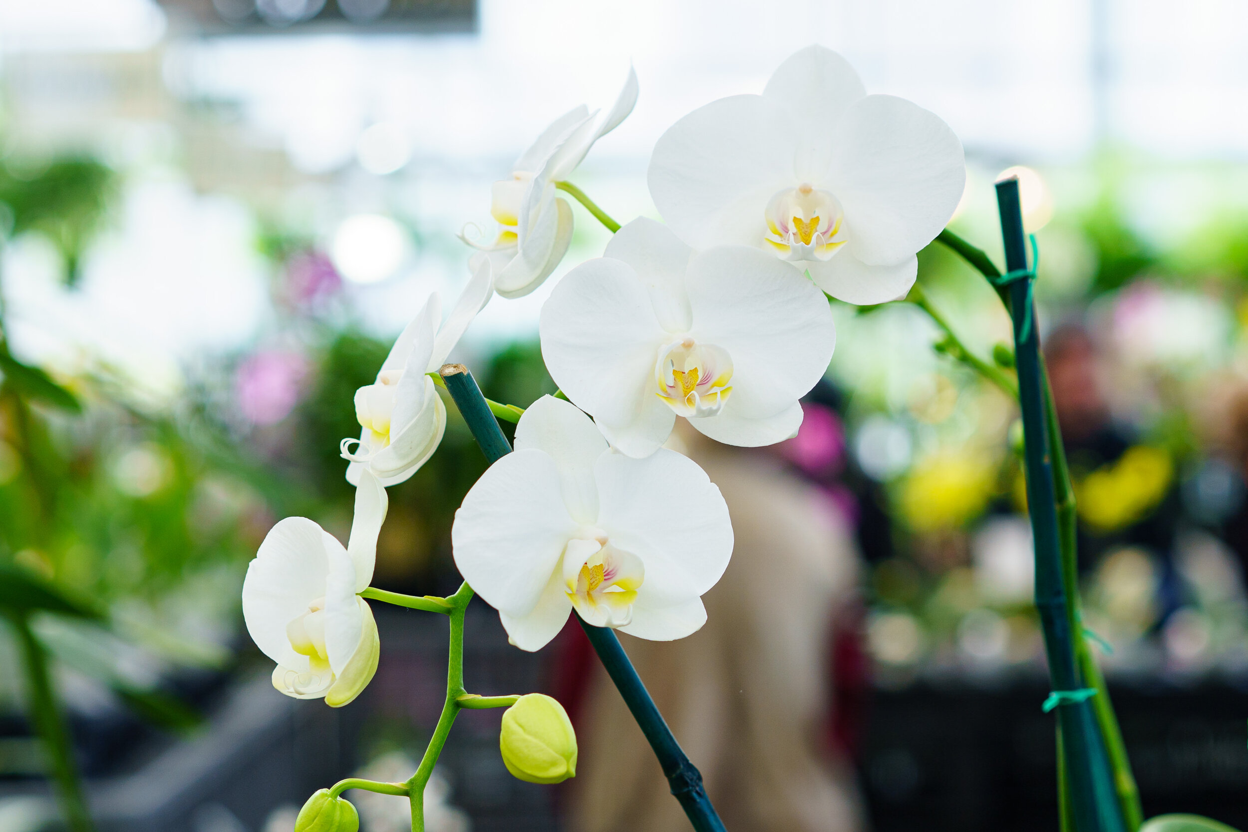 NEWS_HOLM_Orchids_PO-31.jpg