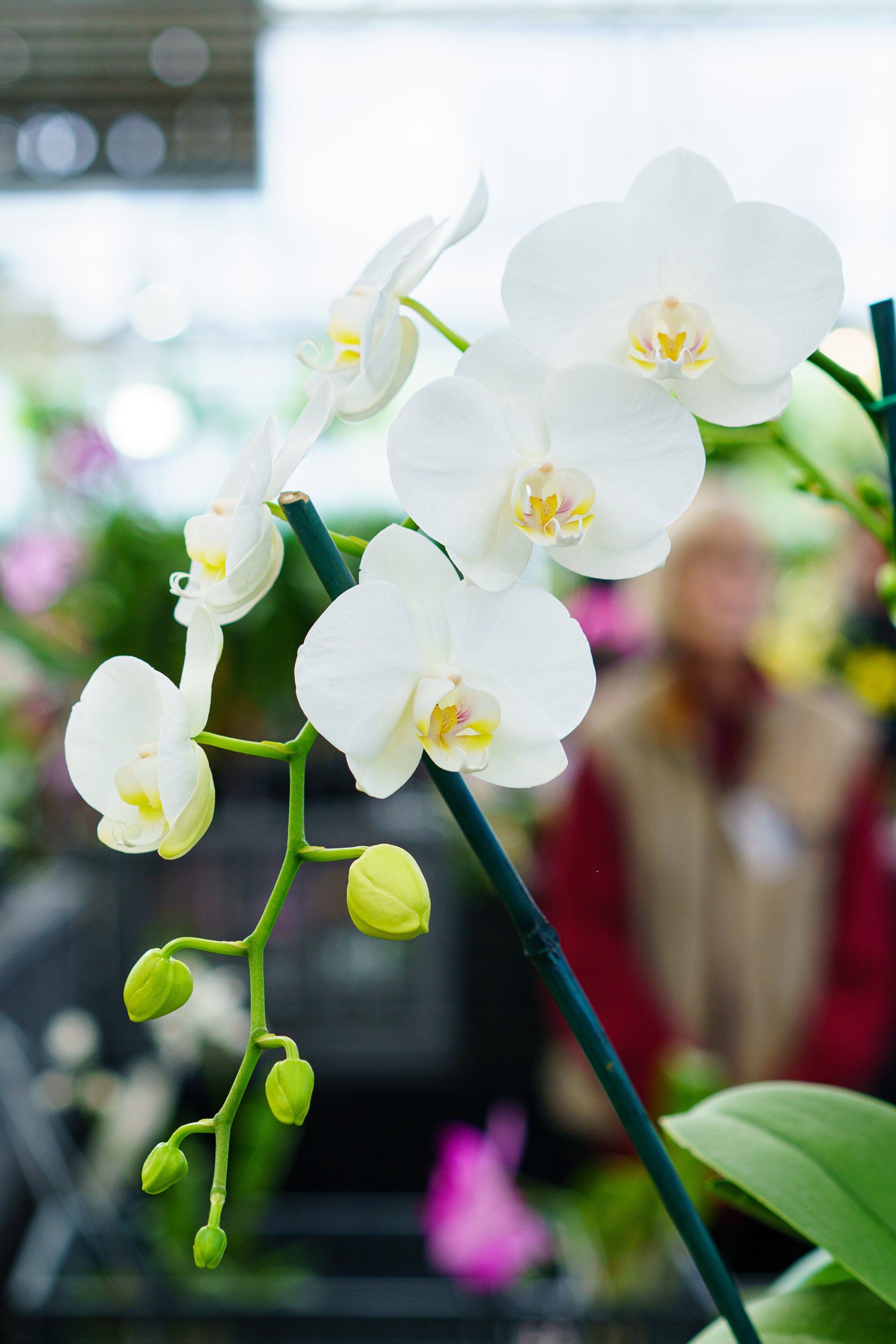 NEWS_HOLM_Orchids_PO-32.jpg