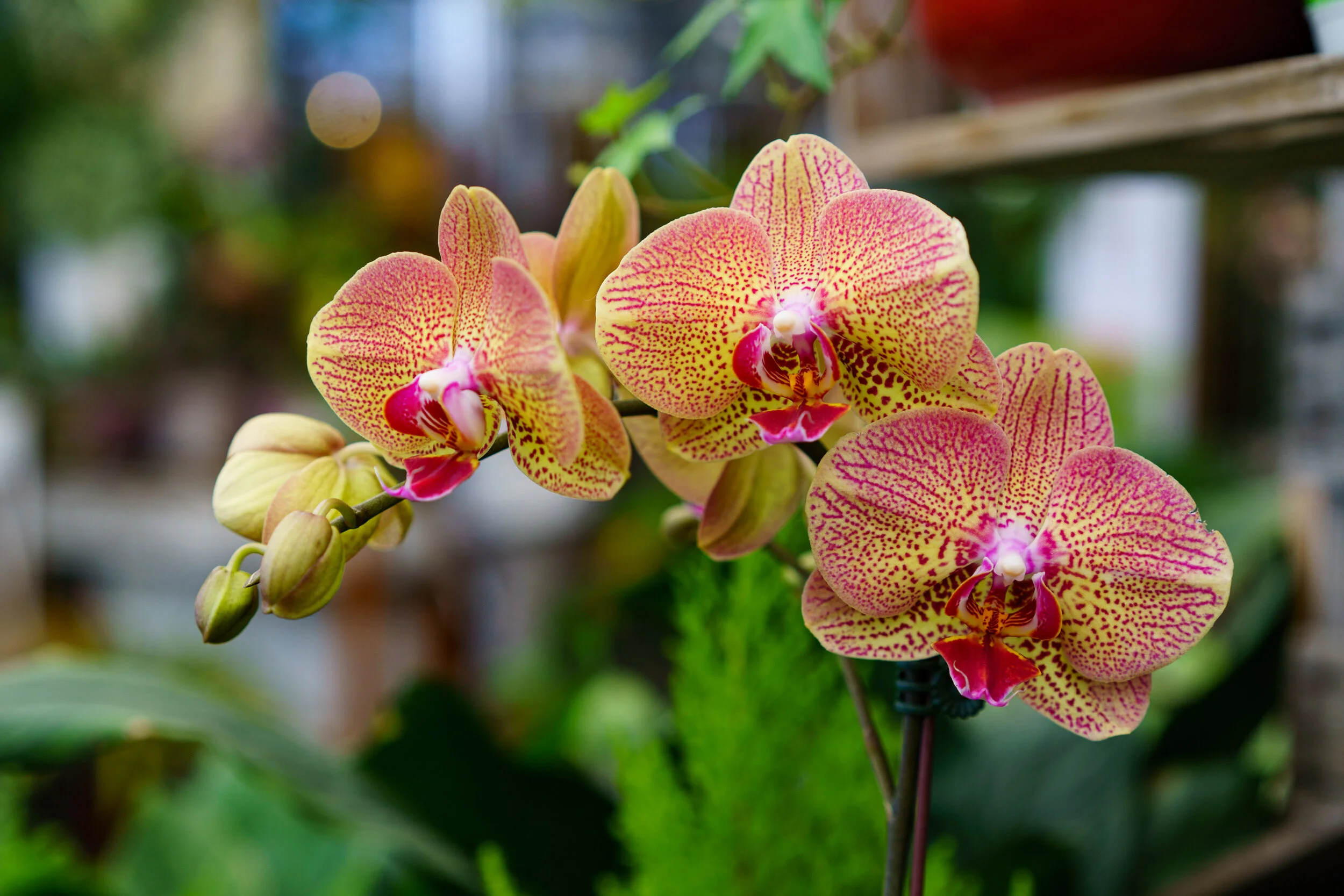 NEWS_HOLM_Orchids_PO-37.jpg