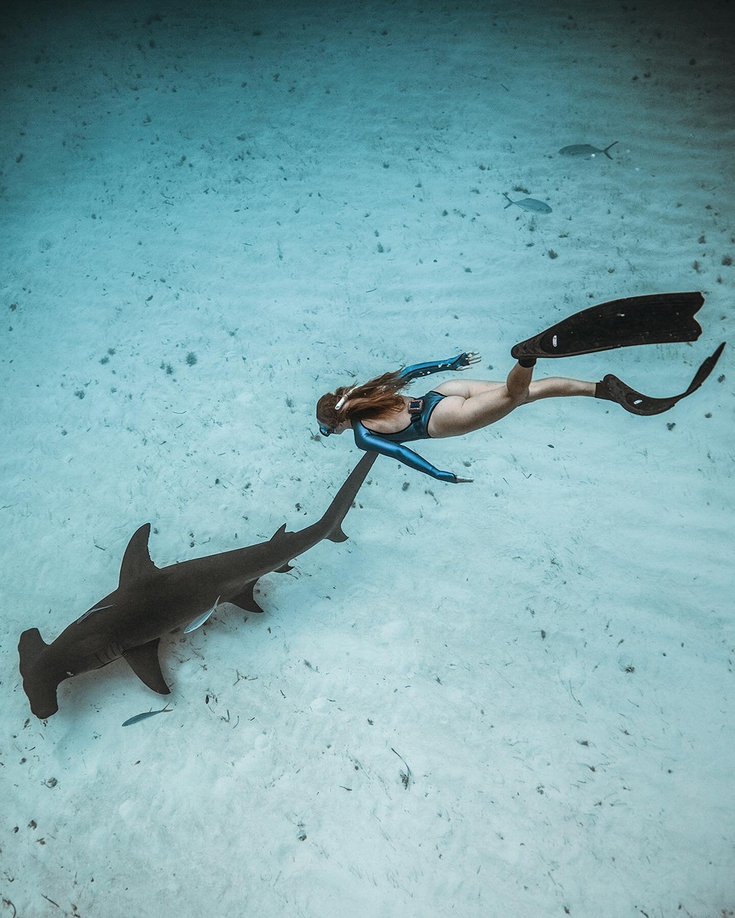 Another shark appreciation post because we can&rsquo;t get enough of these beautiful creatures!! Hammerheads are among our favorites 😍
.
Thanks @mattgrondinphoto for the incredible shot 🦈 
.
.
.
.
.
#freedivingart #freediving #freedive #freedivingp