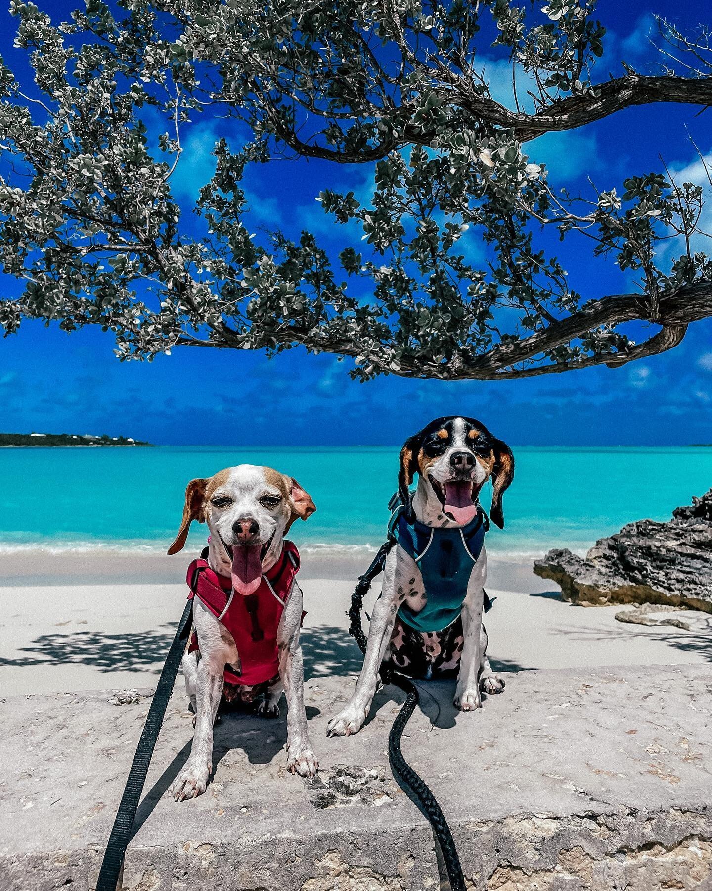 Happy dogs happy life, that&rsquo;s how the saying goes right? Well they sure are, unlimited beach walks and dingy rides how could any pup not be happy😁 
&bull;
&bull;
&bull;
&bull;
&bull;
#sailing #sailingdogs #beagles #happydogs #ofean #bahamas #C