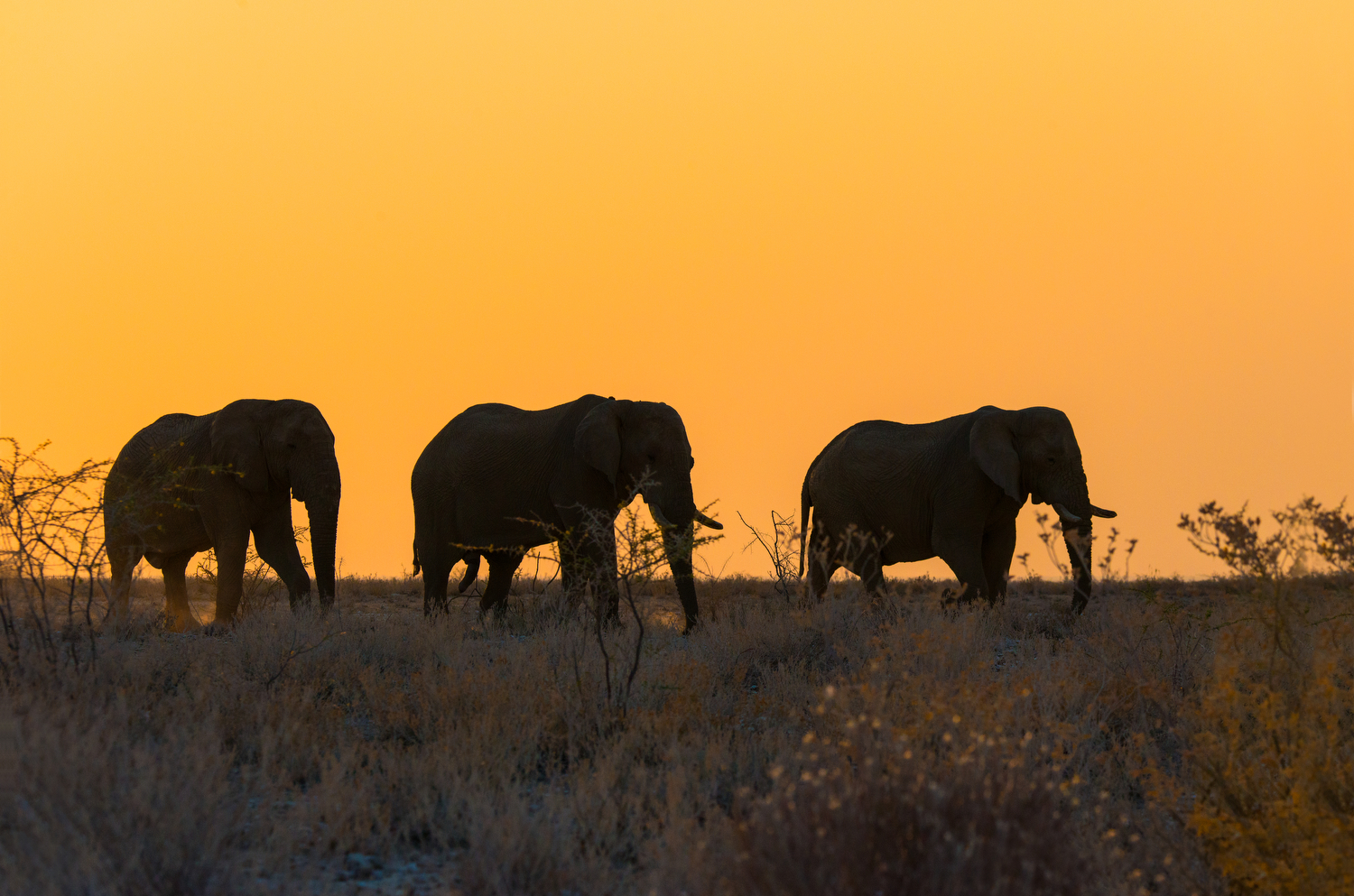 etosha43A.jpg