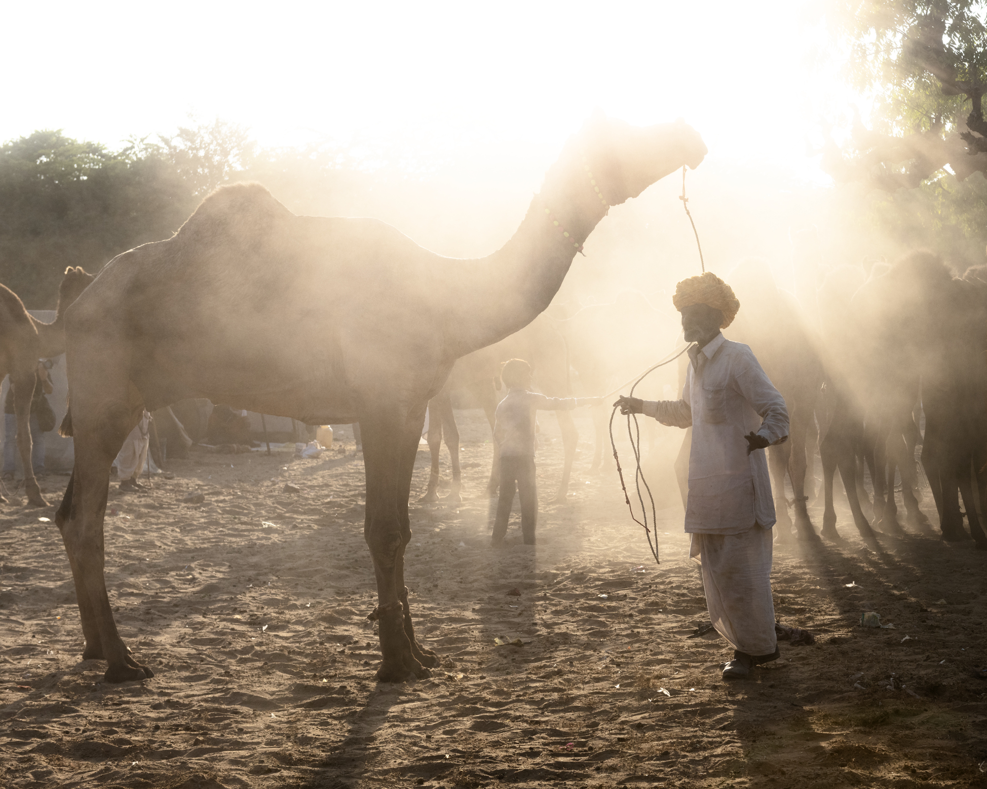 Pushkar Camel Market