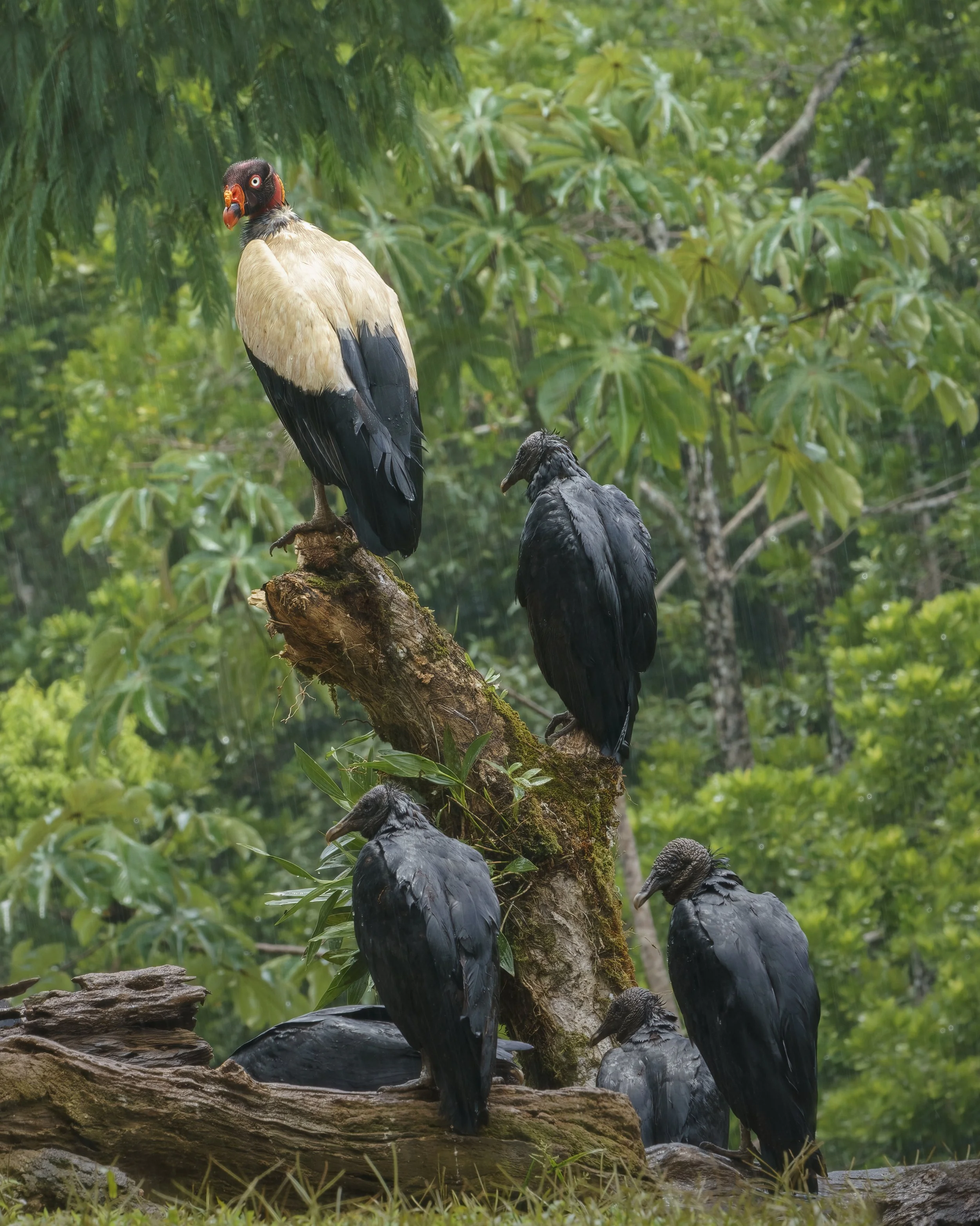 King Vultures (Sarcoramphus papa)