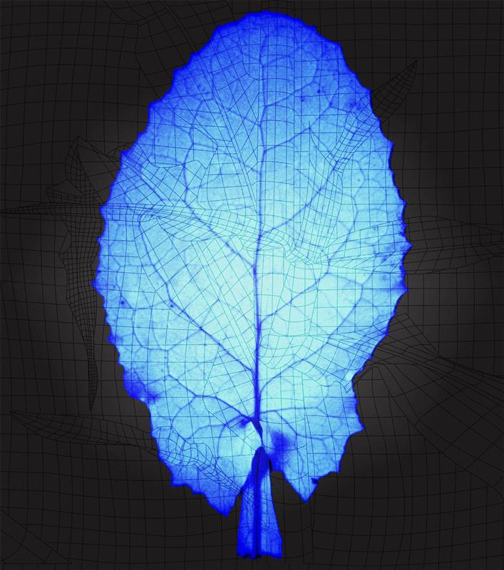 Radiance, 2010, installation panel series, no#1.