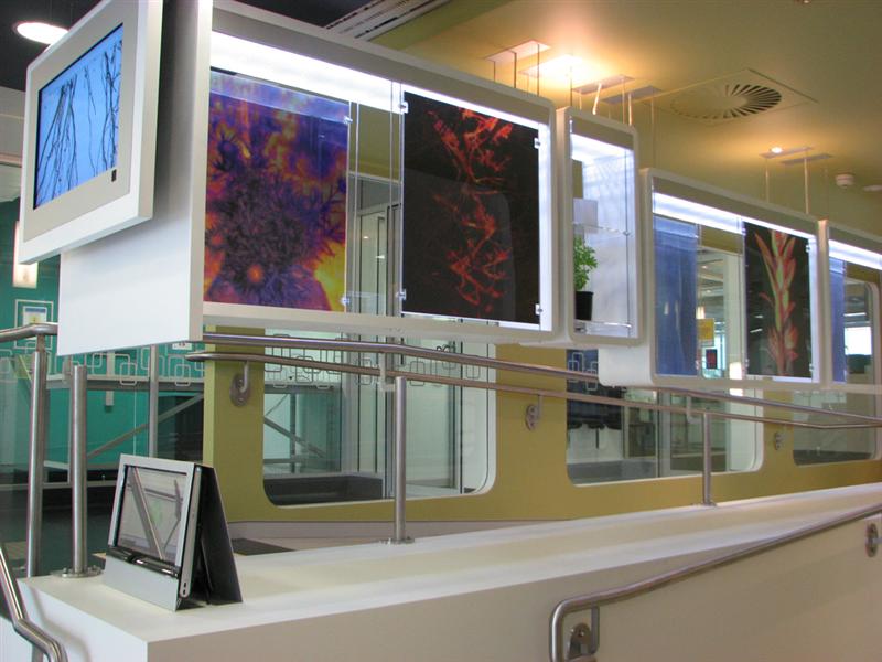 Erica Seccombe, Radiance, Plants Under the Microscope Artist-in-Residence | The High Resolution Plant Phenomics Centre CSIRO Black Mountain, ACT.