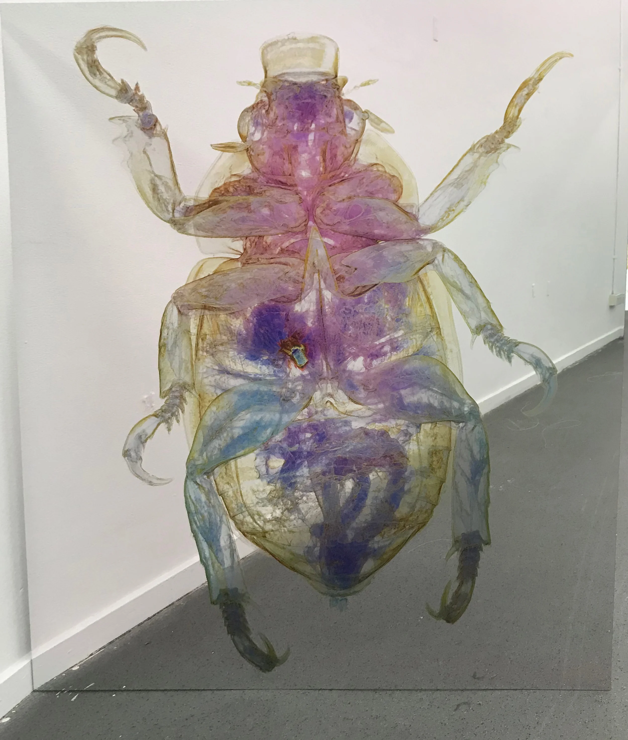 Erica Seccombe, Christmas Beetle, (back), 2018, 123 x 110 cm, Mirrored composite board.