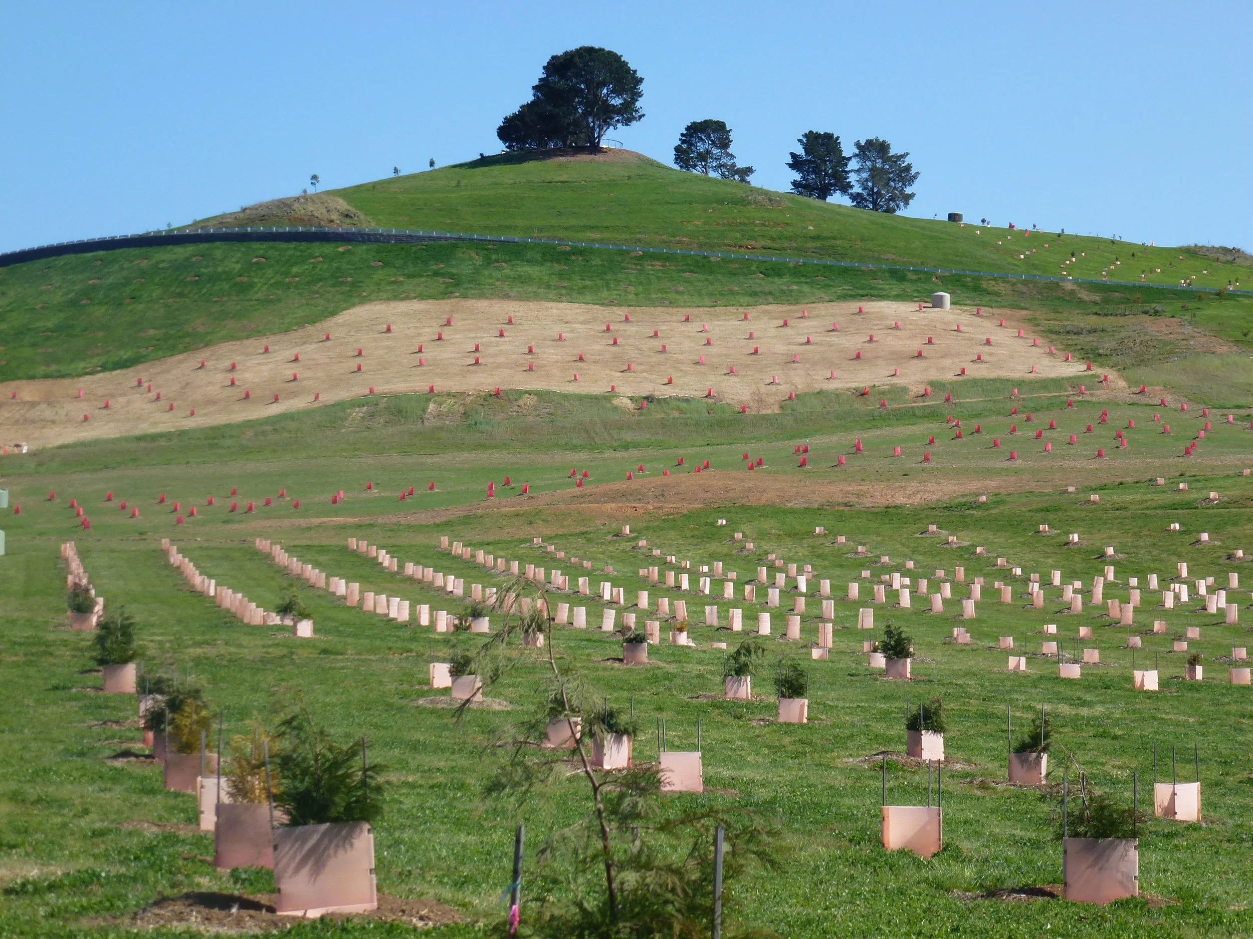 A View from the Arboretum