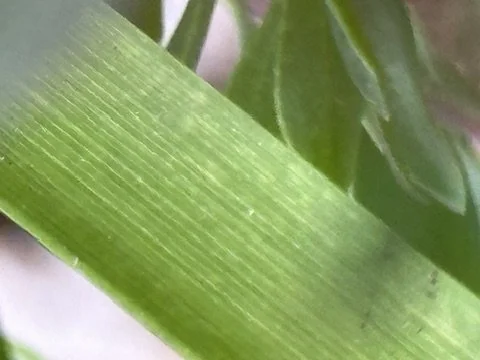 B66E16C3-D134-4E97-A51E-0987B8D22A21_4_5005_c.jpeg