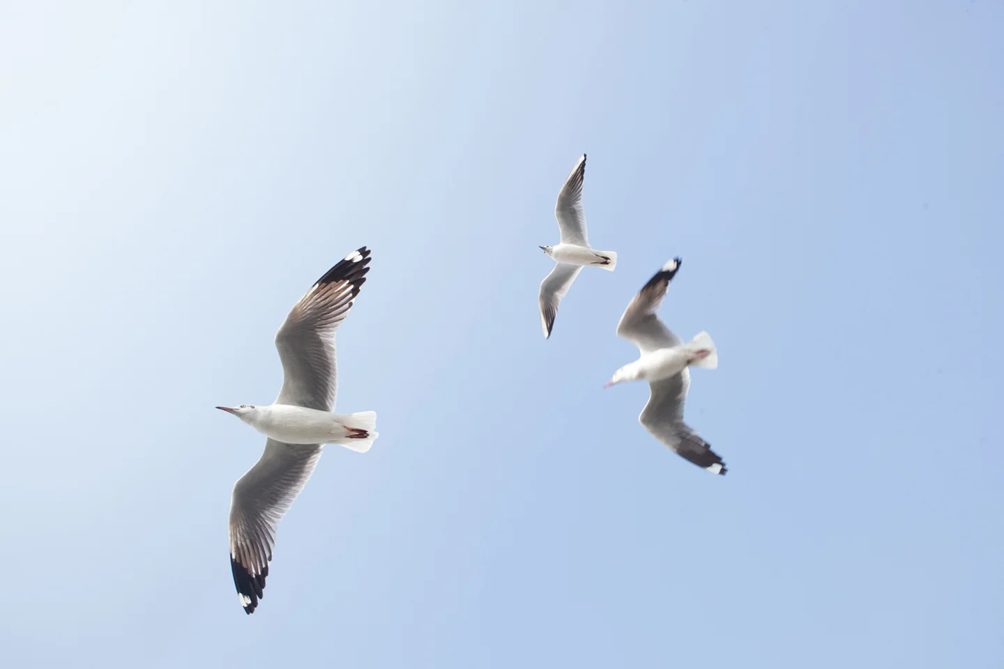 Seagulls flying overhead with wings outstretched