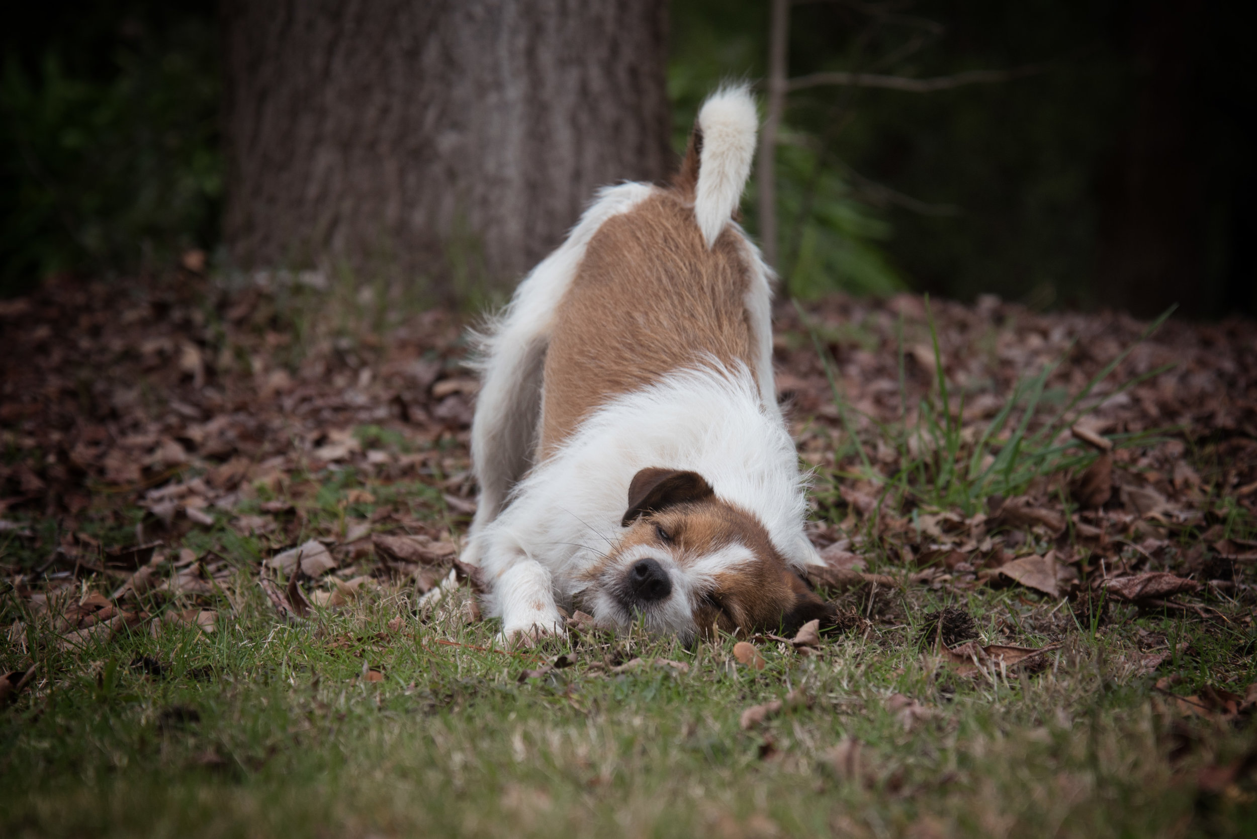 DSC_0178.jpg
