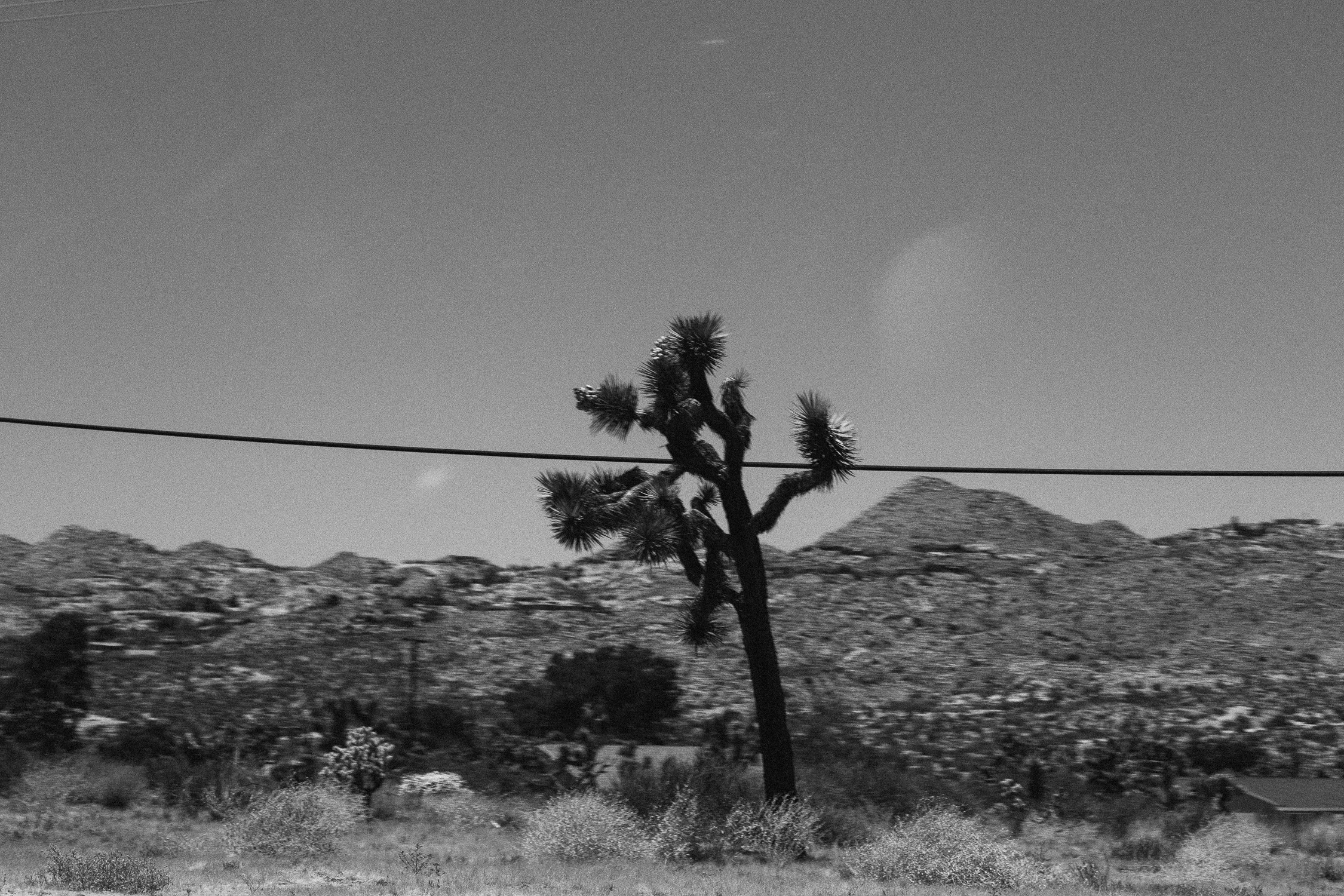 PalmSprings-General.jpg
