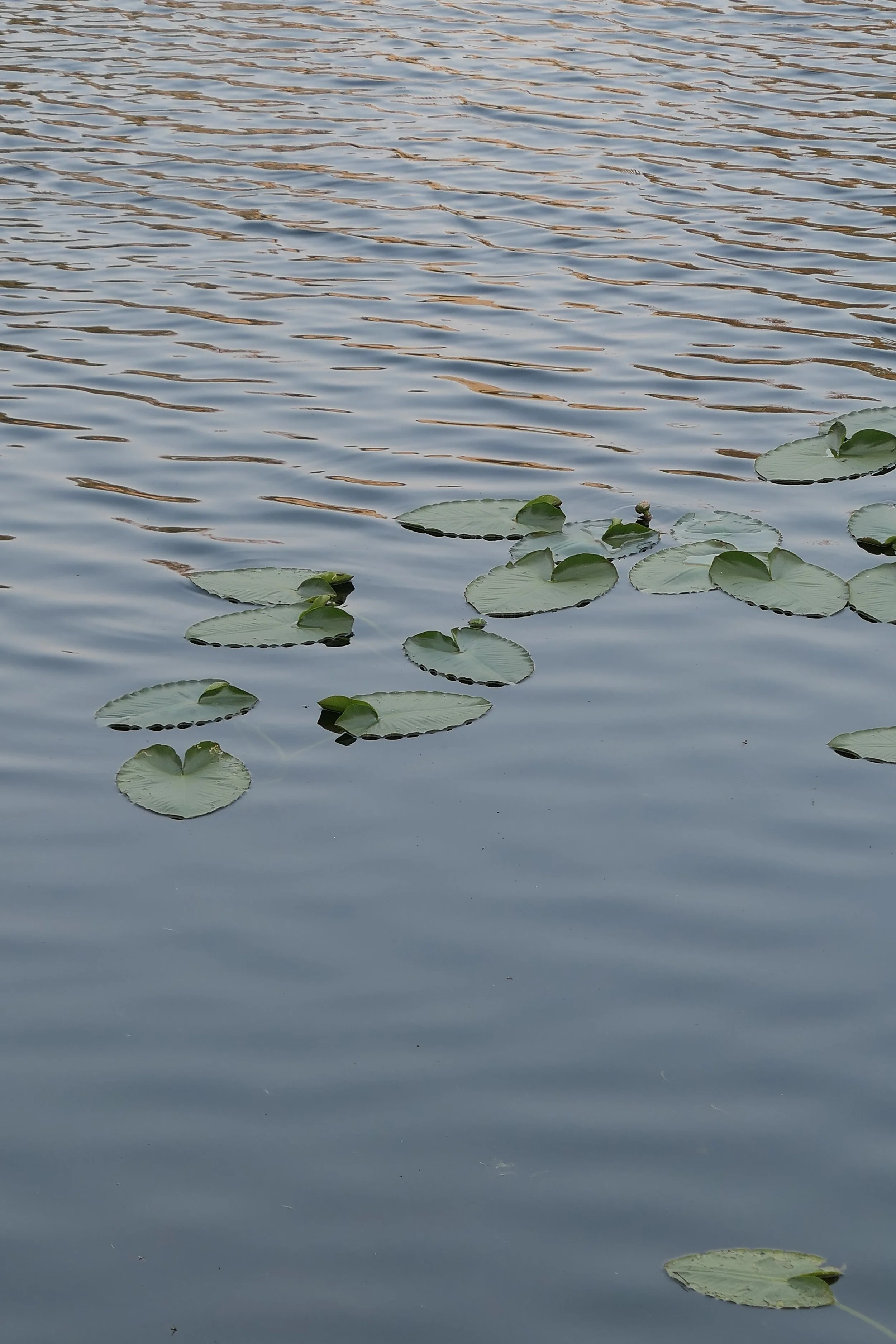 P1000849.JPG
