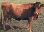 FromentDuLeon_cow.jpg