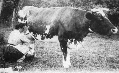 NORMANDE COW Circa 1900