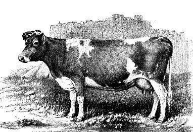 LILLIPUTIAN RGA&HS No 694 - line drawing 1884