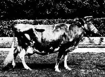 MAY ROSE II 3251 P.S. The cow was then in her prime - a veritable queen and could never be forgotten - Joseph L. Hope in 1891