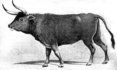 The Augsburg aurochs. This painting is a copy of the original that was present at a merchant in Augsburg in the 19th century. The original probably dates from the 16th century. It is not known if the original as well the copy still exist somewhere (Van Vuure, 2003 )