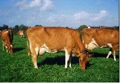 Island Guernseys grazing at Les Jaonnets Farm, St. Saviours . Herd owned by Mr. & Mrs. B. J. Martel