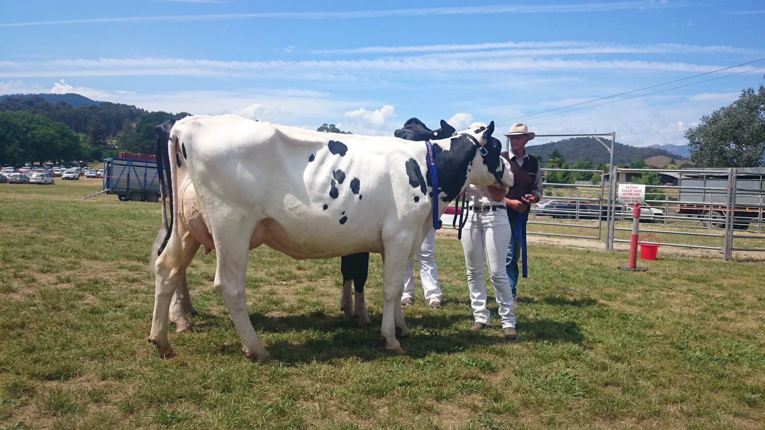 Modern Holsteins, AU