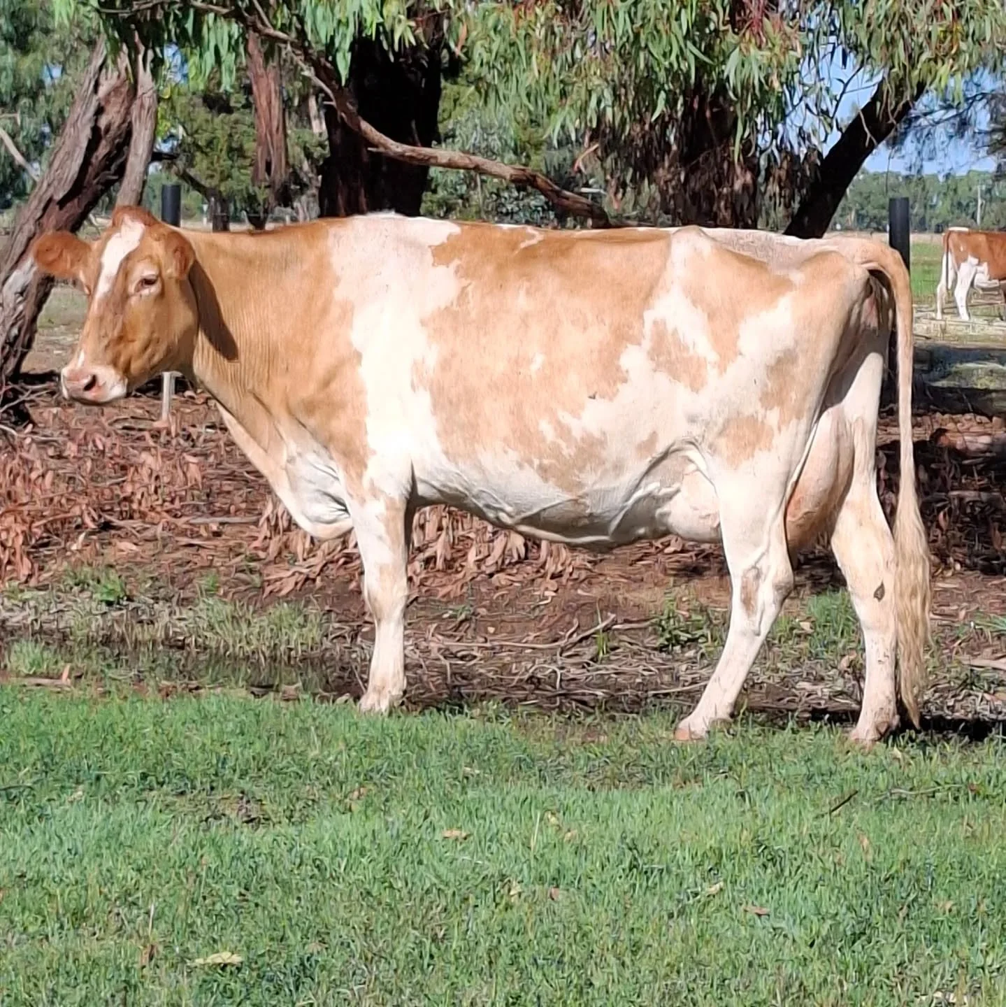 The pre-conference tour visited the Exclusive and  Riverton herds today - here is a snippet from Sally Livesay's Exclusive herd -#10 for those following along.

Hospitality has been truly amazing - a massive thank you to all involved!

#worldguernsey