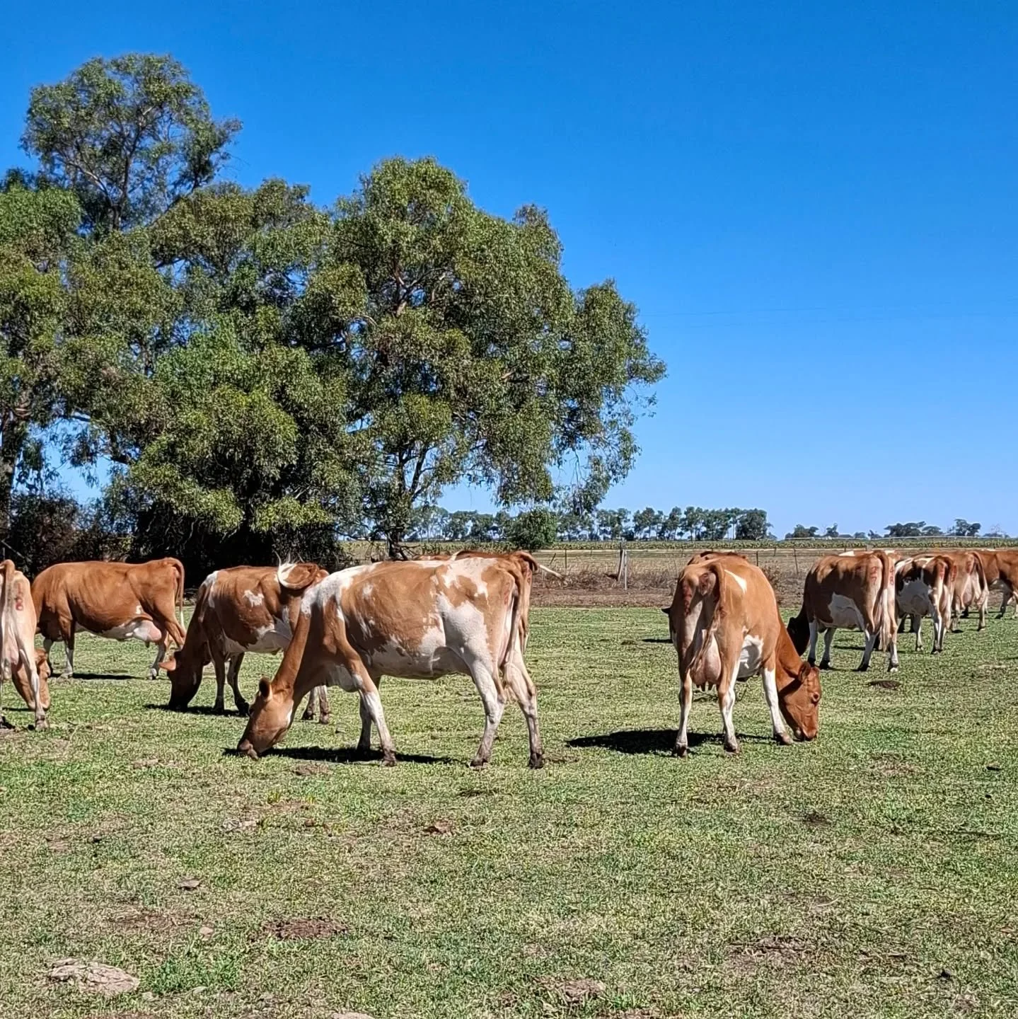 The tour group enjoyed a visit to @riverton_guernseys as part of the WGCF pre-conference tour.

Great cows, great people!

#worldguernsey #ausguernsey #wgcf2026 #worldsfinestmilk
