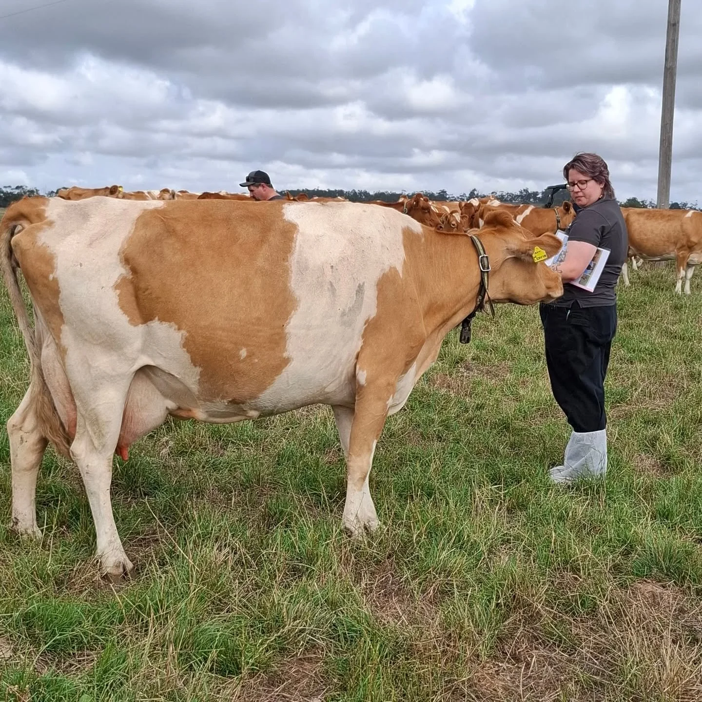 A lovely day today at @cass_first_love_guernseys and Shiralan Guernseys.

Super friendly demonstrating the guernsey breed docility!

#WGCF2026 #worldguernsey #worldsfinestmilk