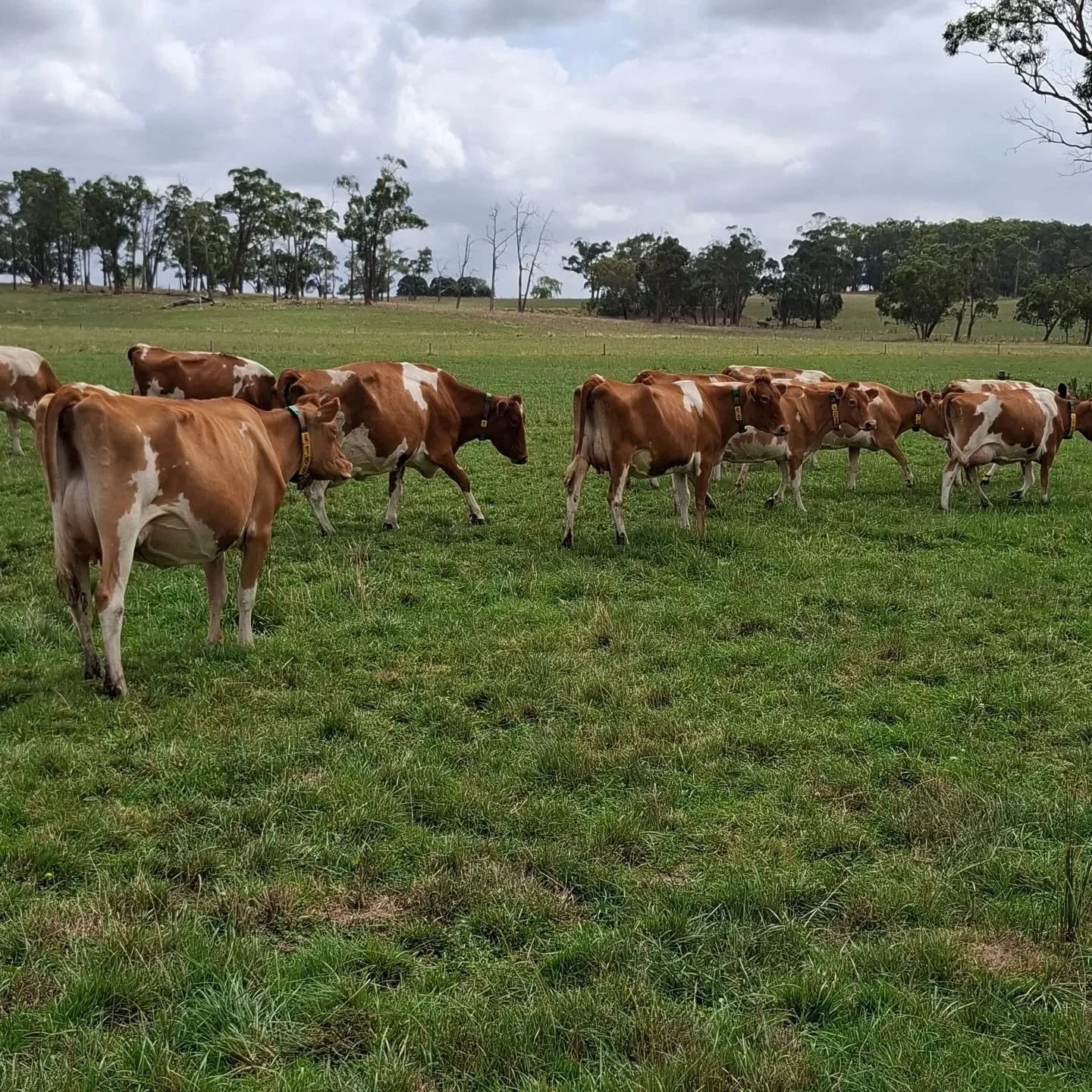 A snippet from Shiralan Guernseys on Saturday 
A lovely herd - we look forward to seeing this herd grow!

#wgcf2026 #worldguernsey #worldsfinestmilk