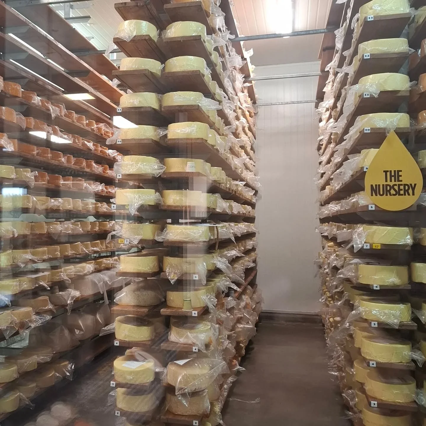 A sneak peak into the world at @ashgrovecheese.
A great way to start the day after our journey to Devonport on the Spirit of Tasmania.

Paul was most obliging for a tour of the facilities and @waikatomilking dairy! Sustainable dairy to the core!

##w