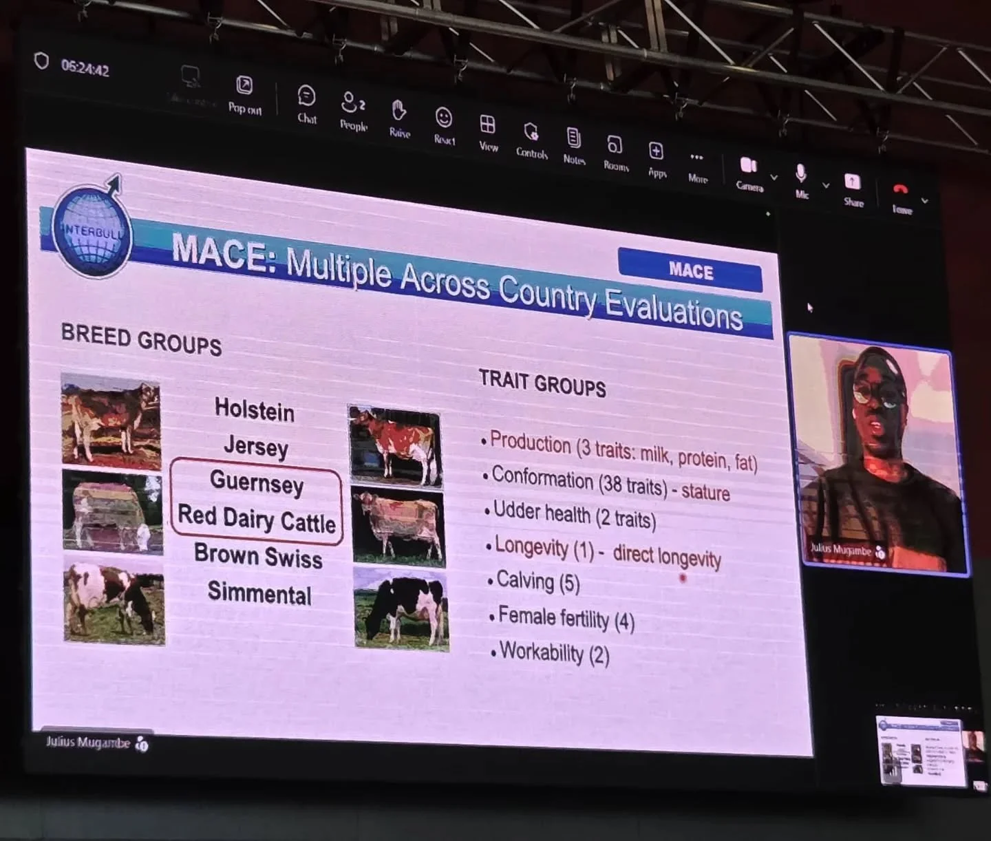It was an great day today kicking off the 18th World Guernsey Conference today in Devonport, Tasmania!

We had a great update from Julius Mugambe from Interbull on the females in MACE project - exciting times ahead

With great thanks to @jefonutritio