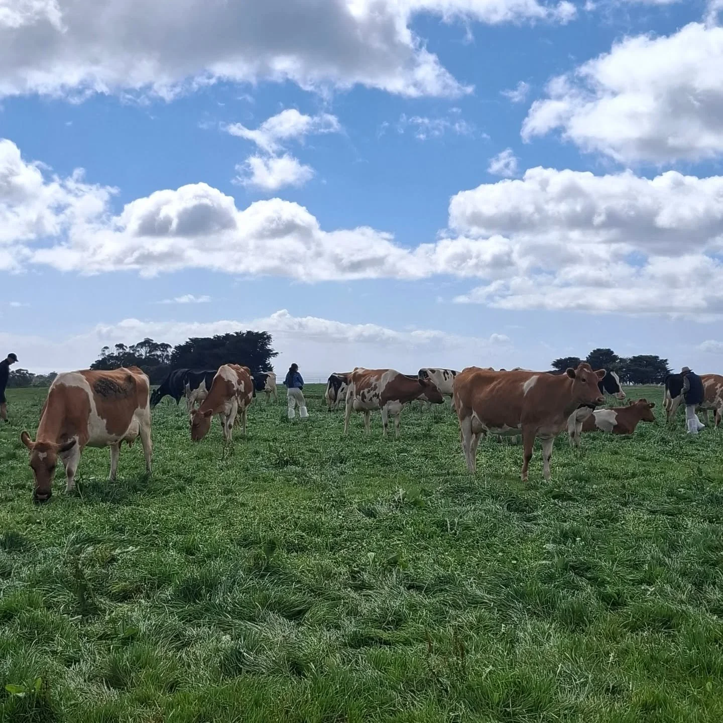 What a great way to finish our time in Tasmania! 
A wonderful lunch and afternoon walk through the herd - featuring Triple J genetics, Joshlee, Giggles Grove and Missy Park.

Josh Smith and Stuart Lehman also have Triple Gem in partnership with Valle