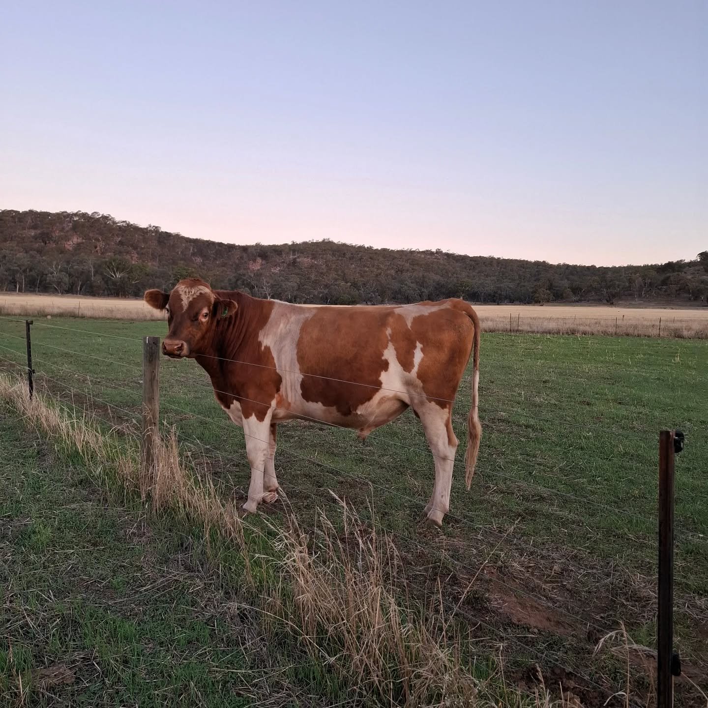 A great visit to Sam Miranda winery for a super late lunch after some ferry delays overnight.

Got a chance to duck home and check on the group - isotope and isobar doing their best posturing.

1st pic Audrey x Grumpy X Spider 
2nd bull Jrue x Aussie