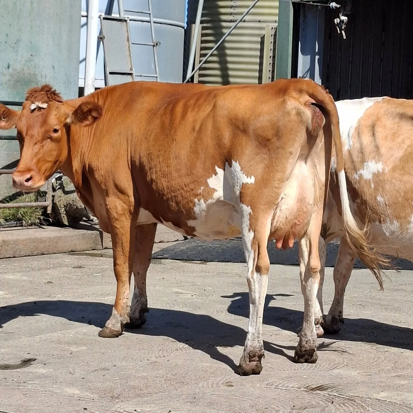 A great visit to Glamourous Guernseys today ! 

Was great to hear their guernsey cows are competing with Guernseys!

#worldguernsey #wgcf2026 #worldsfinestmilk