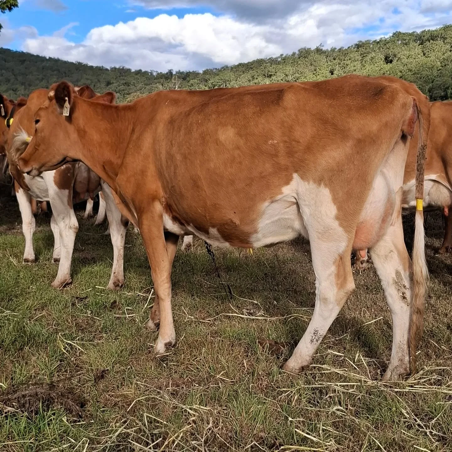 📷@shadowvalley 

#worldguernsey ##guernseycow #ausguernsey #worldsfinestmilk