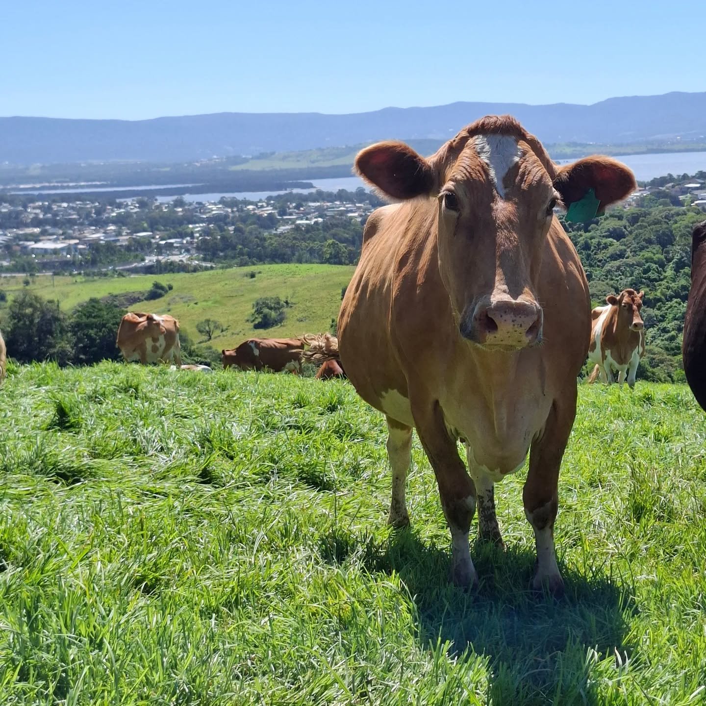 Paddock with a view @alembry_guernseys 🇦🇺

#worldguernsey #ausguernsey #guernseycow #worldsfinestmilk