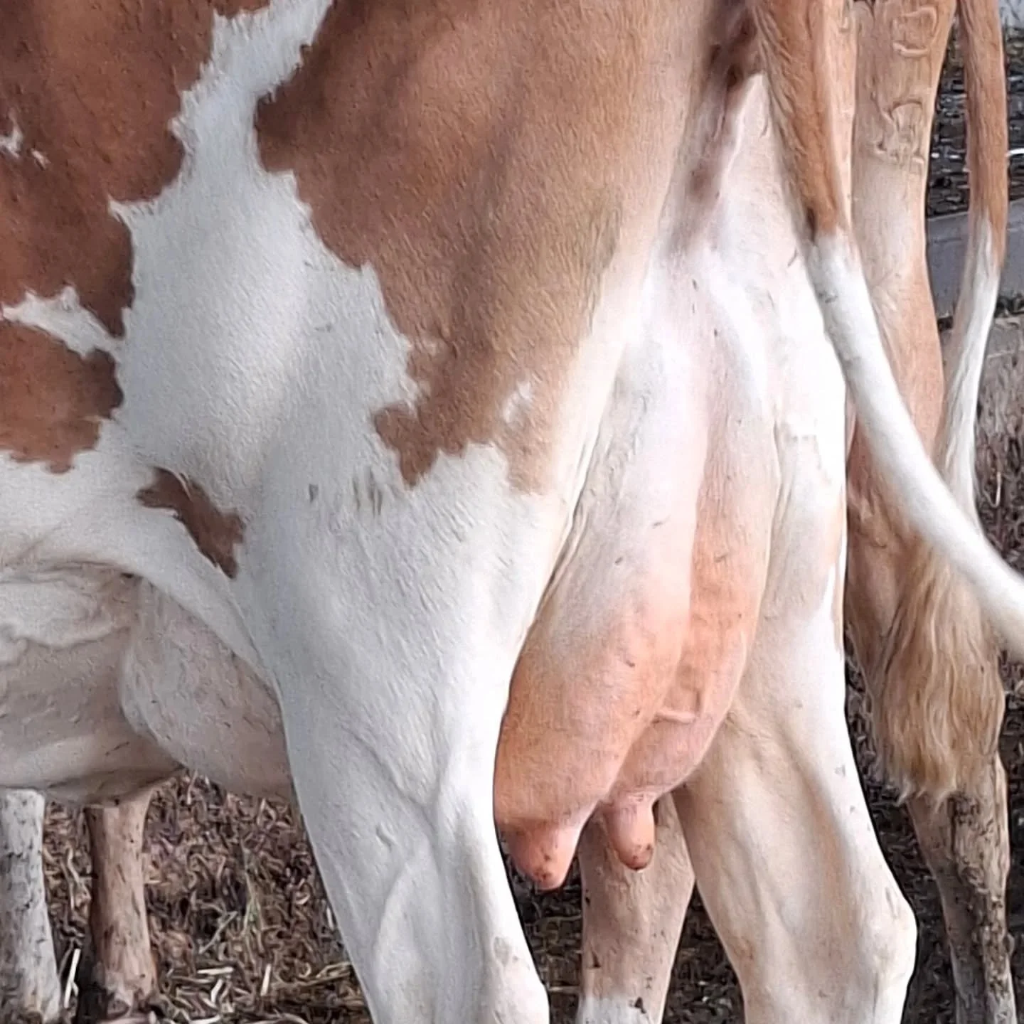 @marloo Guernseys

#worldguernsey ##guernseycow #ausguernsey #worldsfinestmilk