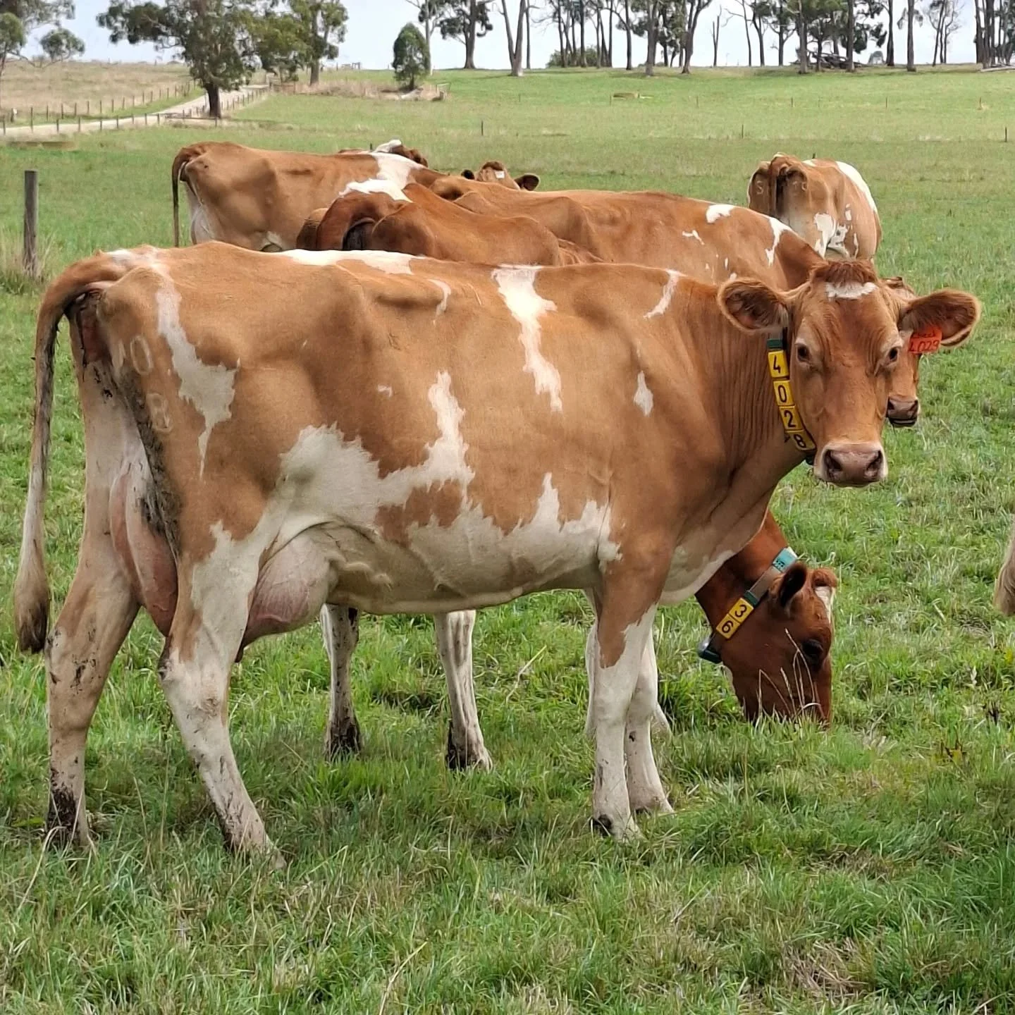 A Checkmate daughter pictured at Shiralan Guernseys on the 2026 WGCF tour 

#worldguernsey ##guernsey #guernseycow #ausguernsey sustainabledairy worldsfinestmilk