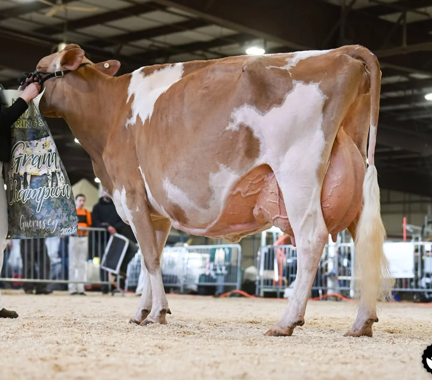 📷📷@cowsmopolitan capturing great shots!

Senior &amp; Grand Champion at the Northeast Spring Guernsey Show
Toolite Digligle Acorns Adelaide (Taz), 
1st aged cow, 
Exhibited by Richard Giddings &amp; Jason Tooley, Brandon, VT

#worldguernsey ##guern