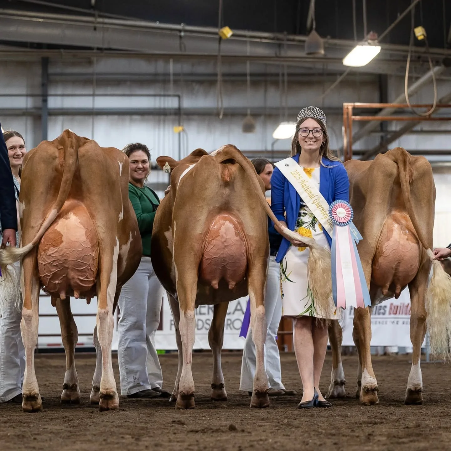 Zooming in on this 📷@cowsmopolitan photo showcasing Guernsey udders at the Midwest Spring Show.

Grand Champion &amp; Best Udder &ndash; Open Show
RHG Villa Breezy Venus-ET (Tsunami), 1st senior 3-year-old, Alison, Leo &amp; Brianna Gartman, Sheboyg