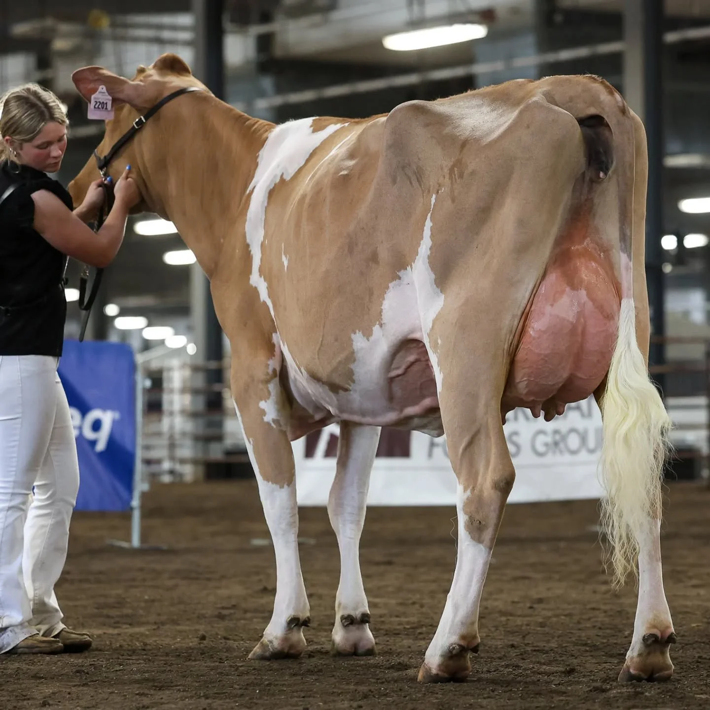 📷@cowsmopolitan 

Midwest Spring Show - a milking Torpedo daughter 
Reserve Grand Champion &ndash; Junior Show
Gold N Pines Torpedo Butterchip-ETV (Torpedo), 3rd senior 2-year-old,
Exhibited by K, K &amp; K Haag, B Taylor, L Schuler and J Varney, Da