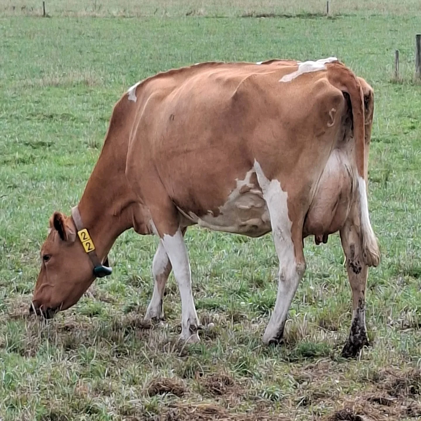 At Shiralan Guernseys another smart modern Guernsey!

#worldguernsey #ausguernsey #Shiralan #worldsfinestmilk