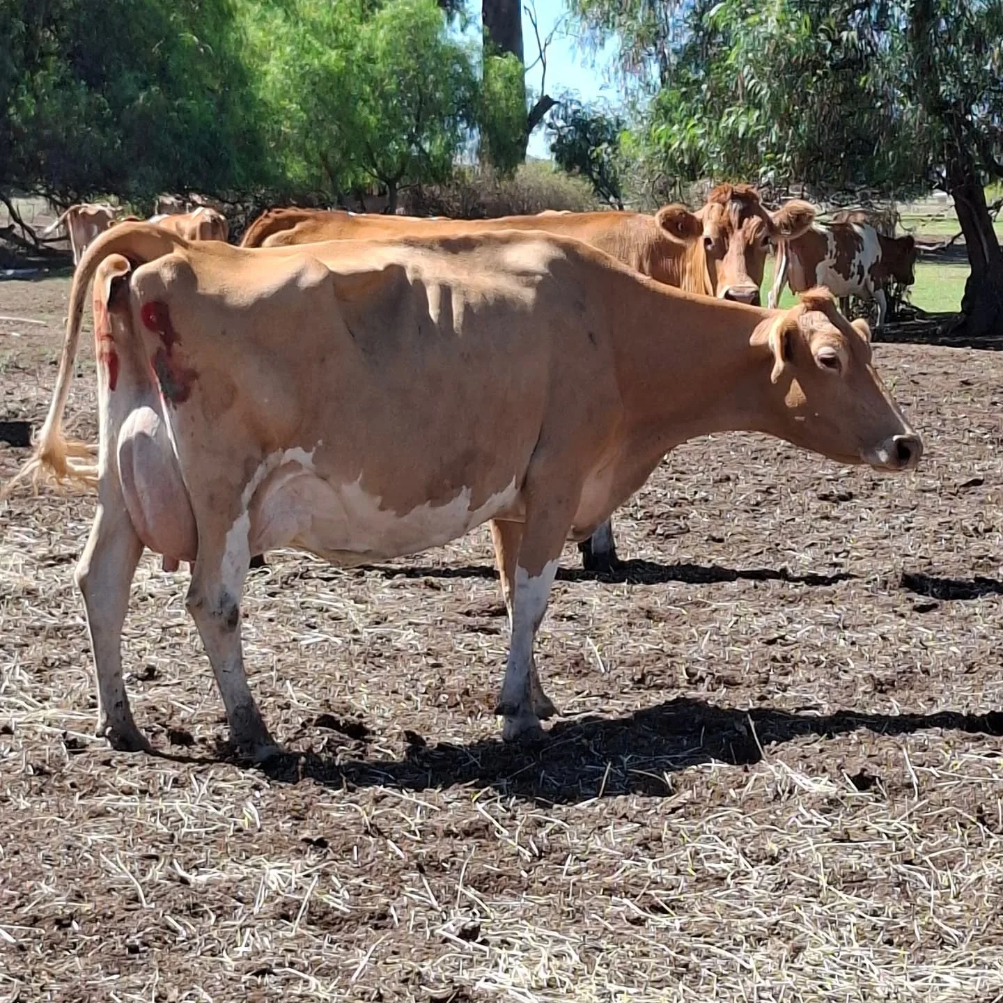 @riverton_guernseys during the WGCF tour visit

#worldguernsey #ausguernsey #riverton #worldsfinestmilk