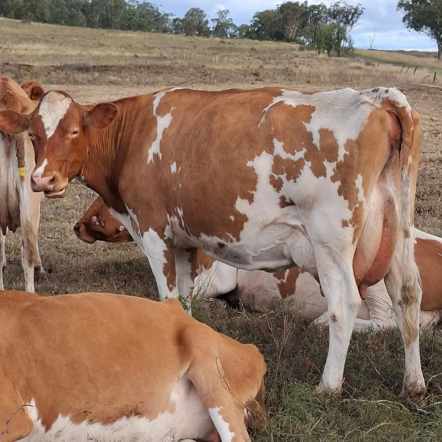 Robust grazers at Shadow Valley showcasing Guernseys in all conditions during the WGCF tour in Australia 

#worldguernsey #guernseycow #ausguernsey #worldsfinestmilk