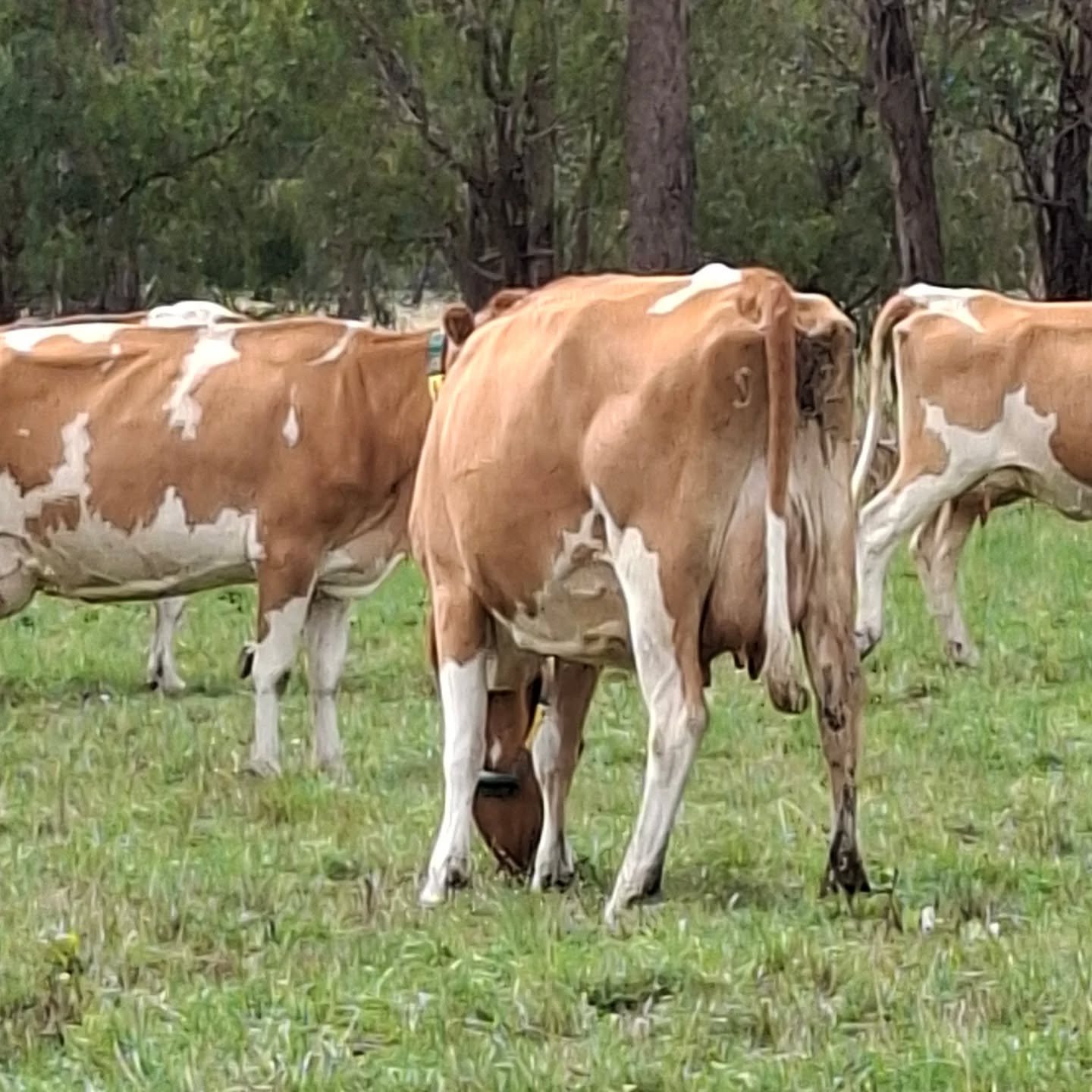 Too busy grazing to look up!
Lovely young cows at Shiralan Guernseys 

#worldguernsey ##guernseycow #ausguernsey #Shiralan #worldsfinestmilk