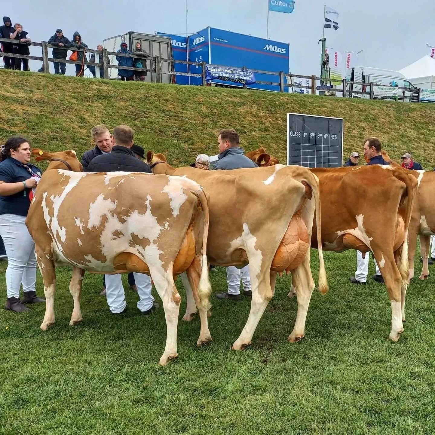 @theroyalcornwall Guernsey show in action with footage from the EGCS

🌟 Heifer in milk

1st Trewarnevas Toby Keith Curly Amanda - Nicola Bottom
2nd Tredinney Bountiful Bussow - Warren Family
3rd Trewarnevas Princess Magnolia - Nicola Bottom
4th Peng