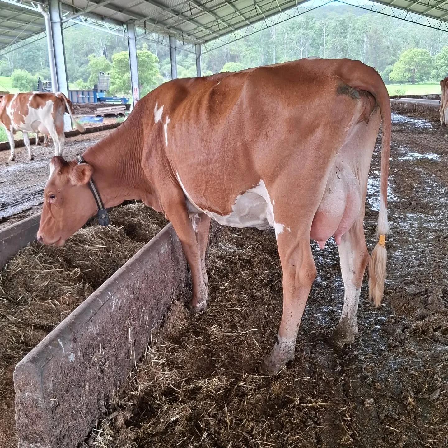 Medium sized - components- Docile temperament- adaptable to any system! Grab a goblet of Guernsey semen to try today!

#worldguernsey ##guernseycow #ausguernsey #marloo #worldsfinestmilk